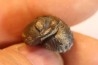 Phacops birdsongensis - devonian - Birdsong Fmt - Tennessee, USA