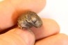 Phacops birdsongensis - devonian - Birdsong Fmt - Tennessee, USA