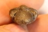 Phacops birdsongensis - devonian - Birdsong Fmt - Tennessee, USA