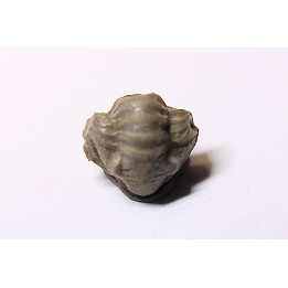 Ameropiltonia lauradanae - Mississippian - Chouteau Fmt - Saline county, missouri, USA