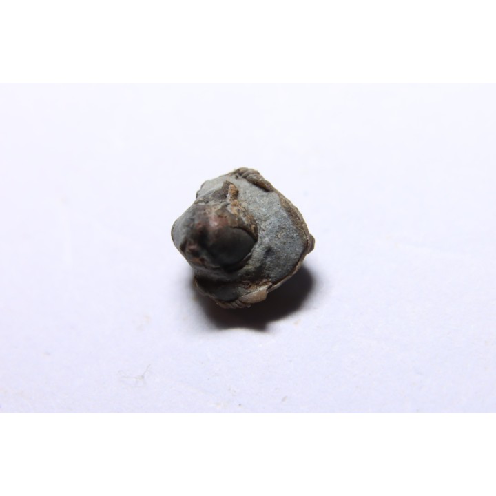Ditomopyge scitula  - Pennsylvanian - Muncie Creek Shale - Sand Spring, Oklahoma, USA
