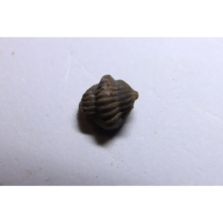 Ditomopyge scitula  - Pennsylvanian - Muncie Creek Shale - Sand Spring, Oklahoma, USA