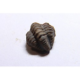 Ditomopyge scitula  - Pennsylvanian - Muncie Creek Shale - Sand Spring, Oklahoma, USA