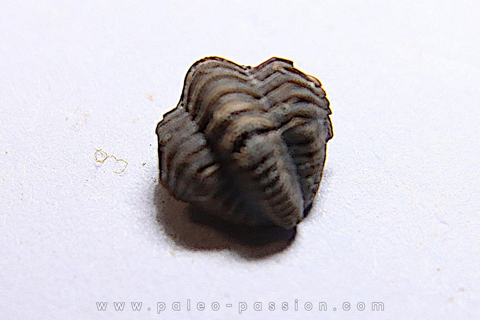 Ditomopyge scitula - Pennsylvanian - Muncie Creek Shale - Sand Spring, Oklahoma, USA