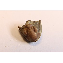 Delaria antigua ----- Permian ----- Camp Creek Shale - Moran county, Texas, USA