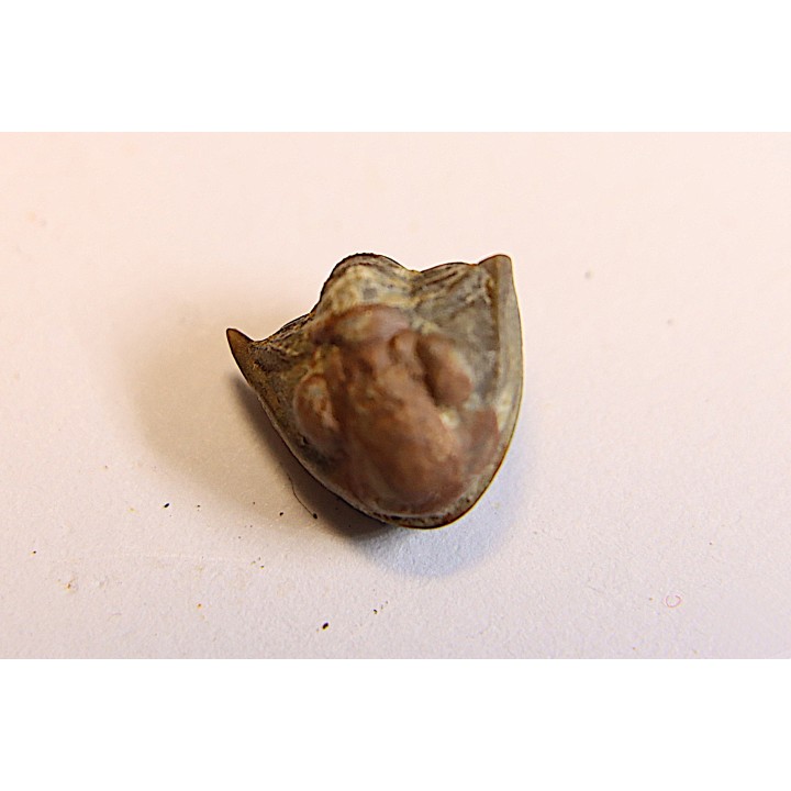 Delaria antigua ----- Permian ----- Camp Creek Shale - Moran county, Texas, USA