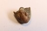 Delaria antigua ----- Permian ----- Camp Creek Shale - Moran county, Texas, USA