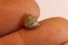 Delaria antigua ----- Permian ----- Camp Creek Shale - Moran county, Texas, USA