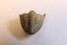 Delaria antigua ----- Permian ----- Camp Creek Shale - Moran county, Texas, USA
