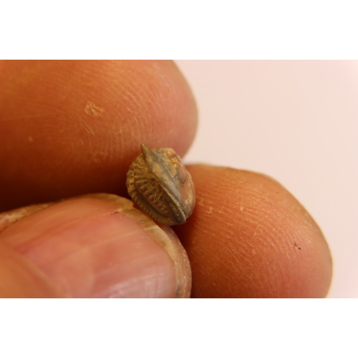 Delaria antigua ----- Permian ----- Camp Creek Shale - Moran county, Texas, USA