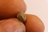 Delaria antigua ----- Permian ----- Camp Creek Shale - Moran county, Texas, USA