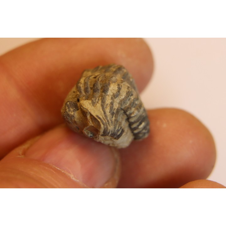 Phacops (Geesops) schlotheimi - Eifelian - Ahrdorf schichten Fmt - Gerolstein, Germany