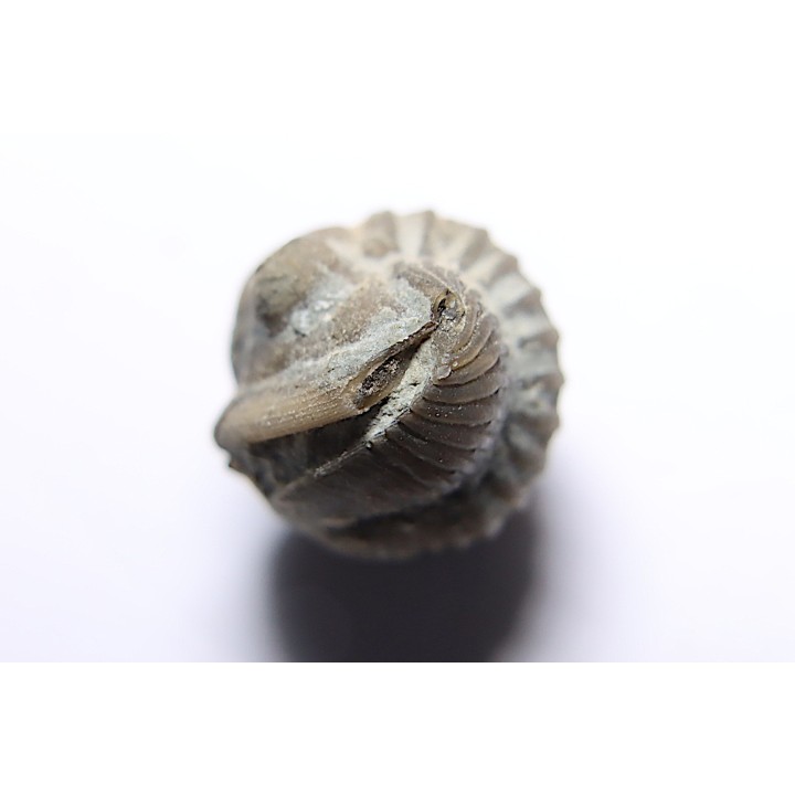 Proetus gotlandi - Silurian - Gotland, SUEDE