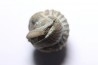 Proetus gotlandi - Silurian - Gotland, SUEDE