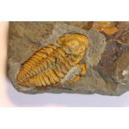 agraulos ceticephalus - middle Cambtian  - TCHEQUIE