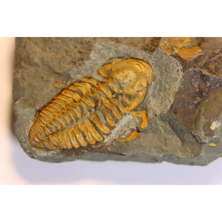 agraulos ceticephalus - middle Cambtian  - TCHEQUIE