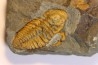 agraulos ceticephalus - middle Cambtian - TCHEQUIE