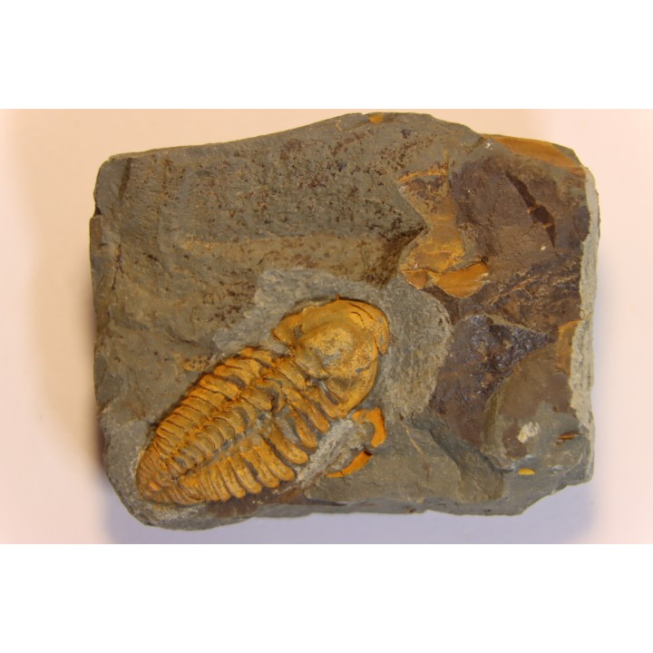 agraulos ceticephalus - middle Cambtian  - TCHEQUIE
