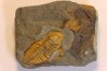 agraulos ceticephalus - middle Cambtian - TCHEQUIE
