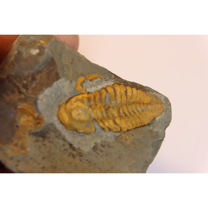 agraulos ceticephalus - middle Cambtian  - TCHEQUIE