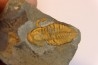agraulos ceticephalus - middle Cambtian - TCHEQUIE