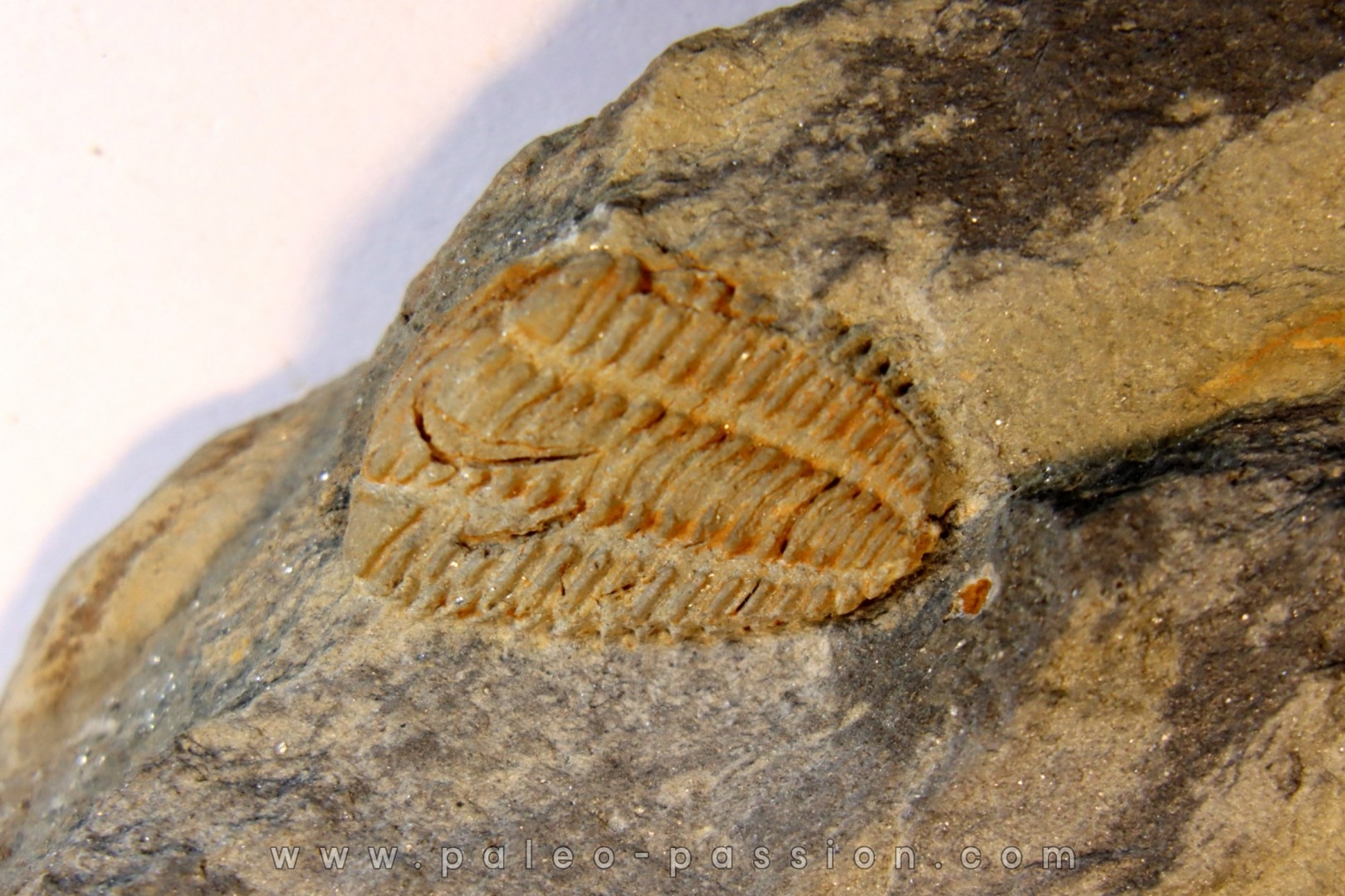 Placoparia tournensini - ordovican - Valongo, Portugal