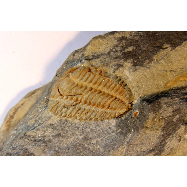 Placoparia tournensini - ordovican - Valongo, Portugal