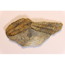 Placoparia tournensini - ordovican - Valongo, Portugal