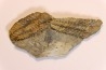 Placoparia tournensini - ordovican - Valongo, Portugal