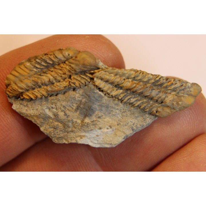 Placoparia tournensini - ordovican - Valongo, Portugal