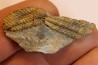 Placoparia tournensini - ordovican - Valongo, Portugal