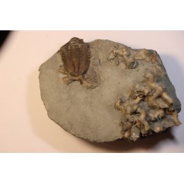 Hesslerides bufo et Cladochonus beecheri - Mississippian - Edwardsville Fmt - Indiana, USA