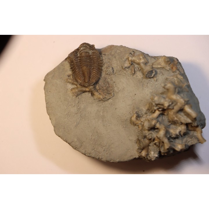 Hesslerides bufo et Cladochonus beecheri - Mississippian - Edwardsville Fmt - Indiana, USA