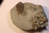 Hesslerides bufo et Cladochonus beecheri - Mississippian - Edwardsville Fmt - Indiana, USA
