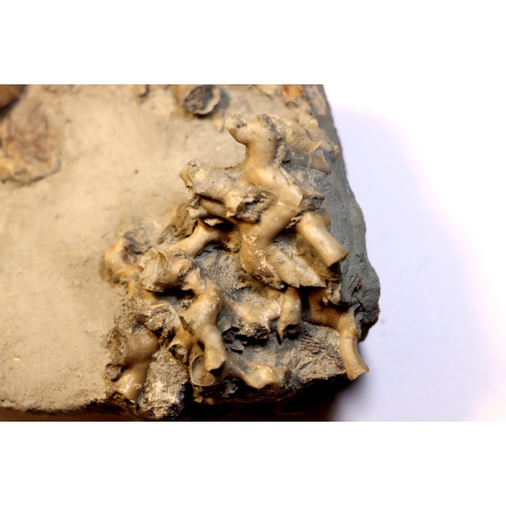 Hesslerides bufo et Cladochonus beecheri - Mississippian - Edwardsville Fmt - Indiana, USA
