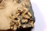Hesslerides bufo et Cladochonus beecheri - Mississippian - Edwardsville Fmt - Indiana, USA