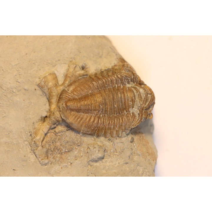 Hesslerides bufo et Cladochonus beecheri - Mississippian - Edwardsville Fmt - Indiana, USA