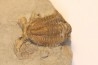 Hesslerides bufo et Cladochonus beecheri - Mississippian - Edwardsville Fmt - Indiana, USA