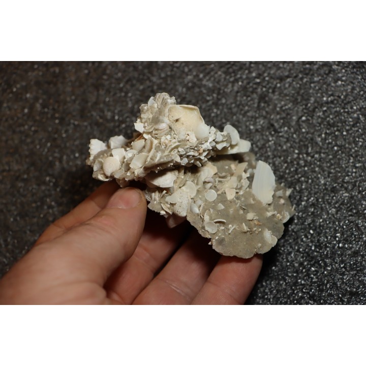 Gypsum crystal  with fossils seashell inclusion - Nouakchott, MAURITANIA