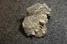 Gypsum crystal  with fossils seashell inclusion - Nouakchott, MAURITANIA