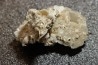 Gypsum crystal  with fossils seashell inclusion - Nouakchott, MAURITANIA