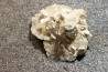 Gypsum crystal  with fossils seashell inclusion - Nouakchott, MAURITANIA