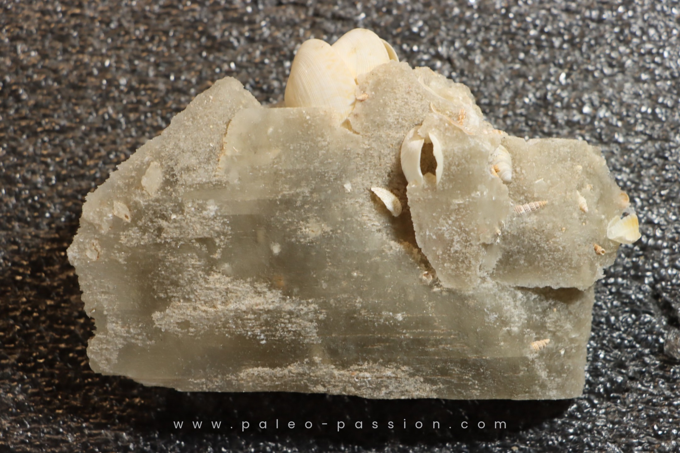 Gypsum crystal with fossils seashell inclusion - Nouakchott