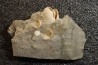 Gypsum crystal  with fossils seashell inclusion - Nouakchott, MAURITANIA