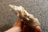 Gypsum crystal  with fossils seashell inclusion - Nouakchott, MAURITANIA