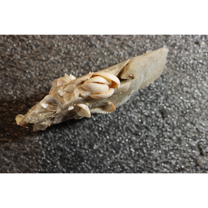 Gypsum crystal  with fossils seashell inclusion - Nouakchott, MAURITANIA