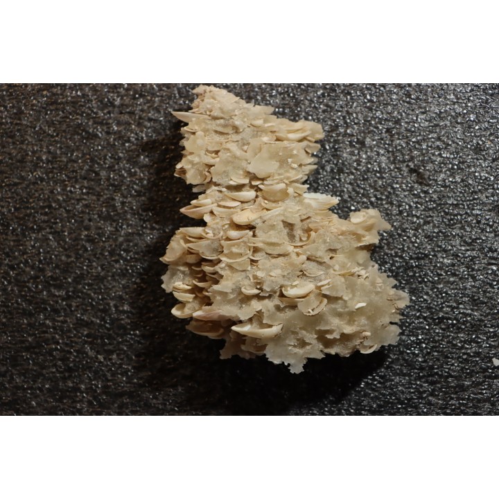 Inclusions de coquilles fossiles dans des cristaux de Gypse - Nouakchott, MAURITANIE