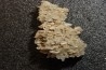 Gypsum crystal  with fossils seashell inclusion - Nouakchott, MAURITANIA