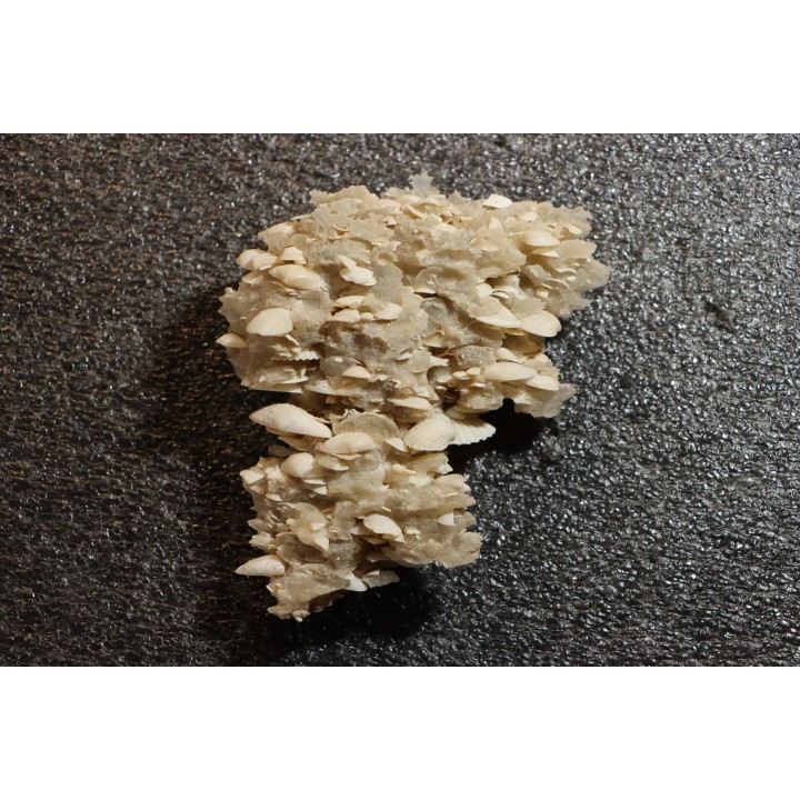 Inclusions de coquilles fossiles dans des cristaux de Gypse - Nouakchott, MAURITANIE