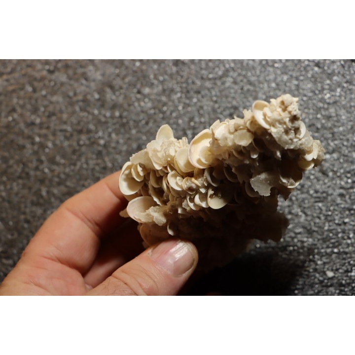 Gypsum crystal  with fossils seashell inclusion - Nouakchott, MAURITANIA